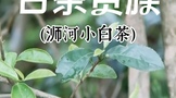 你不知道的信陽·浉河 | 厲害了，浉河小白茶！