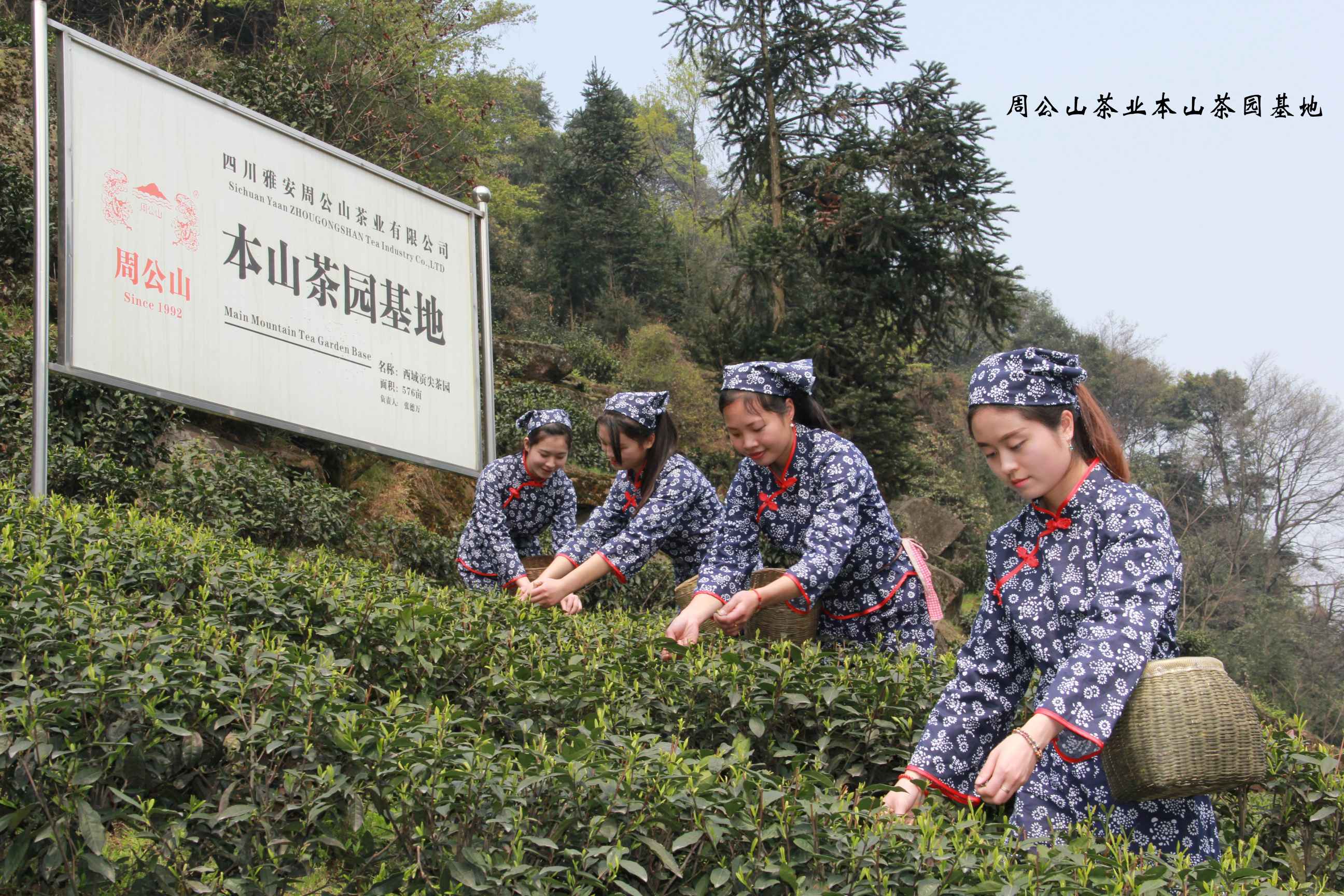 源头把控，生态促发展：核心高山茶园基地蕴含周公山茶的绿色发展之道