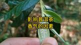 影響普洱茶香氣的因素有哪些？