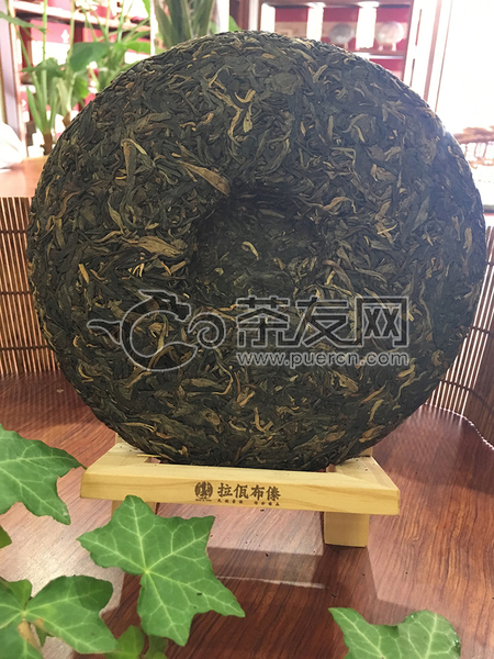 大富賽老樹茶圖片2